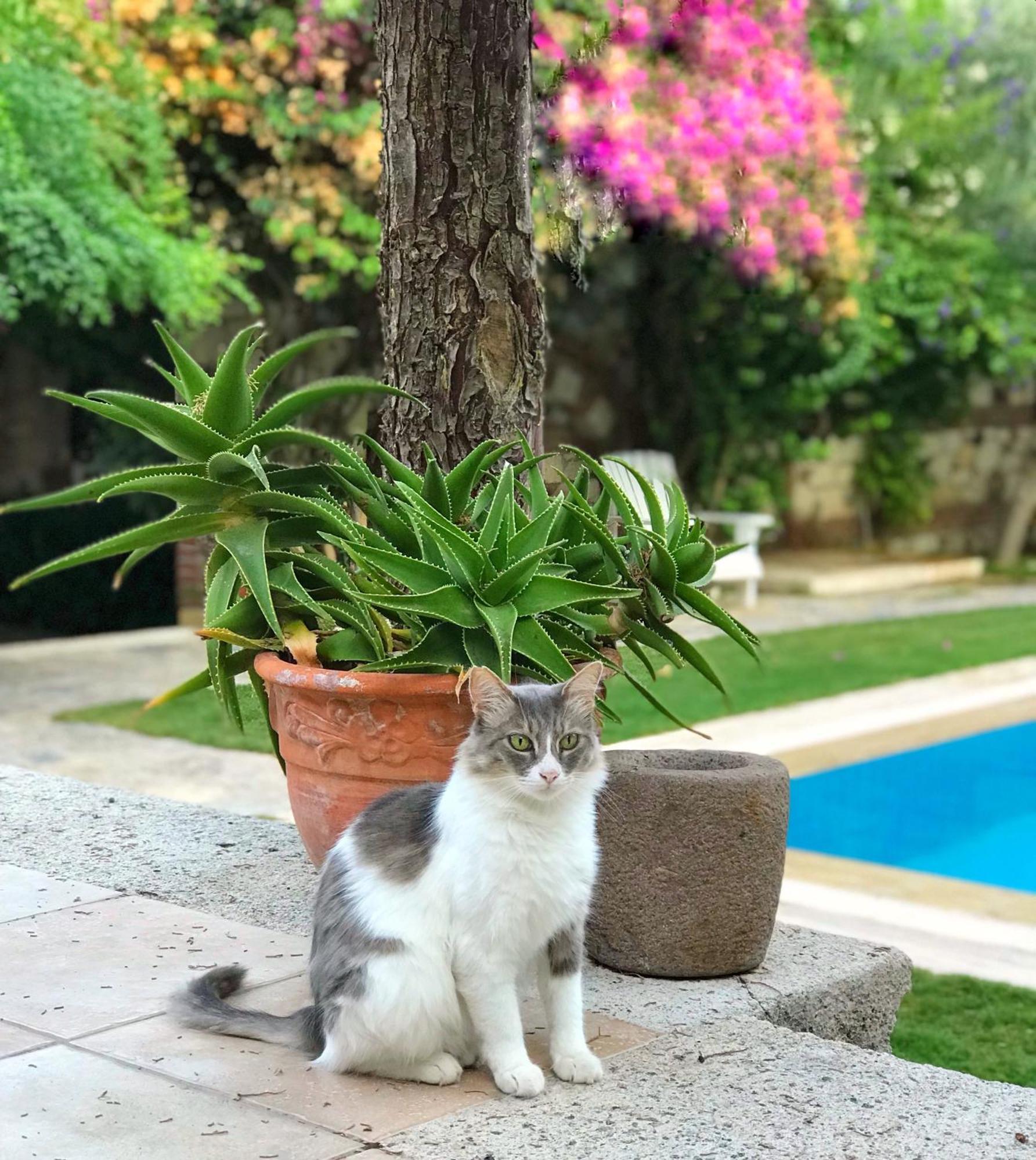 Alacati Zeytin Konak Hotel Kültér fotó